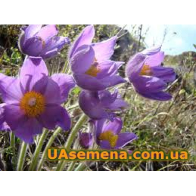 Семена - ПРОСТРЕЛ Обыкновенный ФИОЛЕТОВЫЙ, 0,05 г.