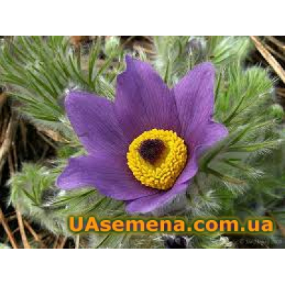 Семена - ПРОСТРЕЛ Обыкновенный ФИОЛЕТОВЫЙ, 0,05 г.