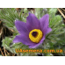 Семена - ПРОСТРЕЛ Обыкновенный ФИОЛЕТОВЫЙ, 0,05 г.